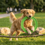 Happy Pet Hoop La Hoop