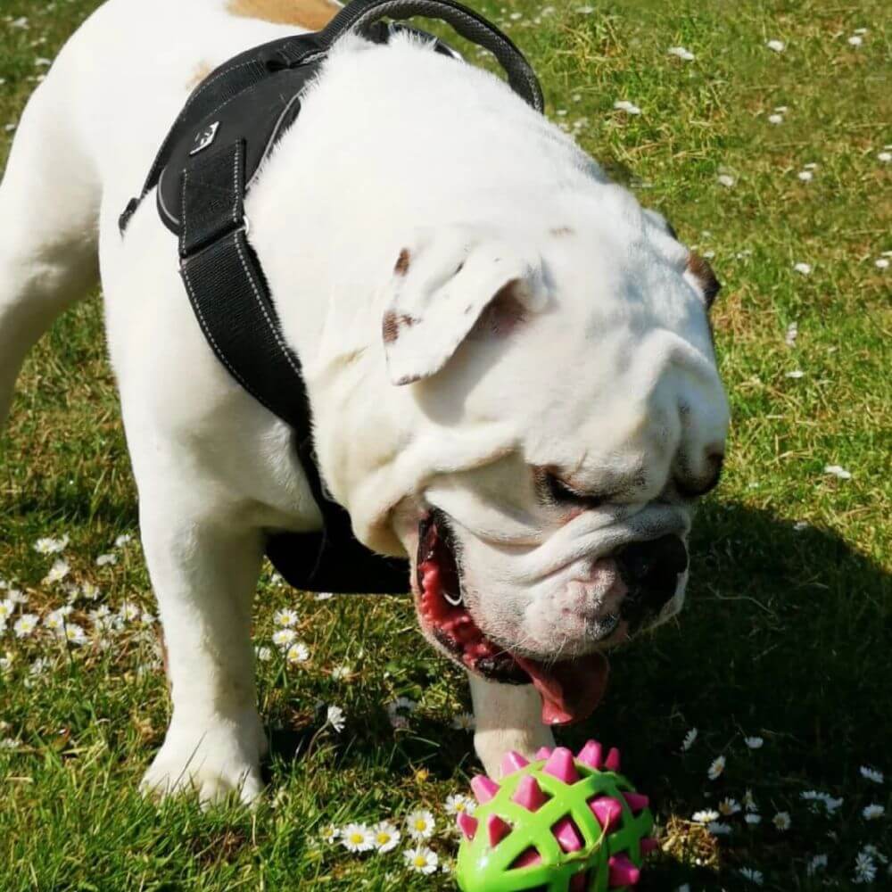 Extreme Harness For Dogs Black / Small