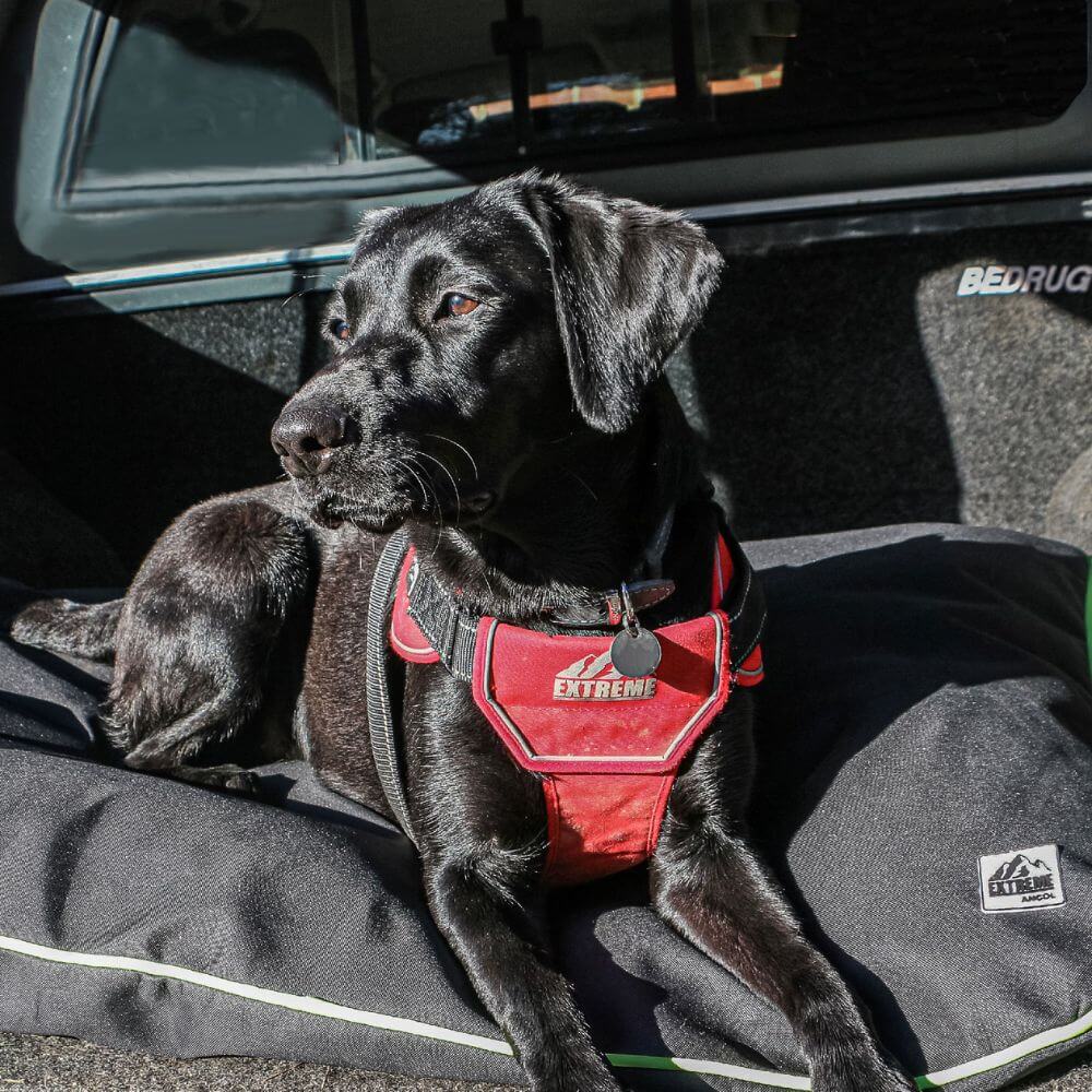 Extreme Harness For Dogs Red / X Large