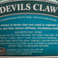 Devil's Claw | Essential Joint Supplement for Dogs & Cats by Animal Health Company