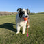 KONG | Bunji HighViz Ball Assorted | Durable Dog Fetch Toy