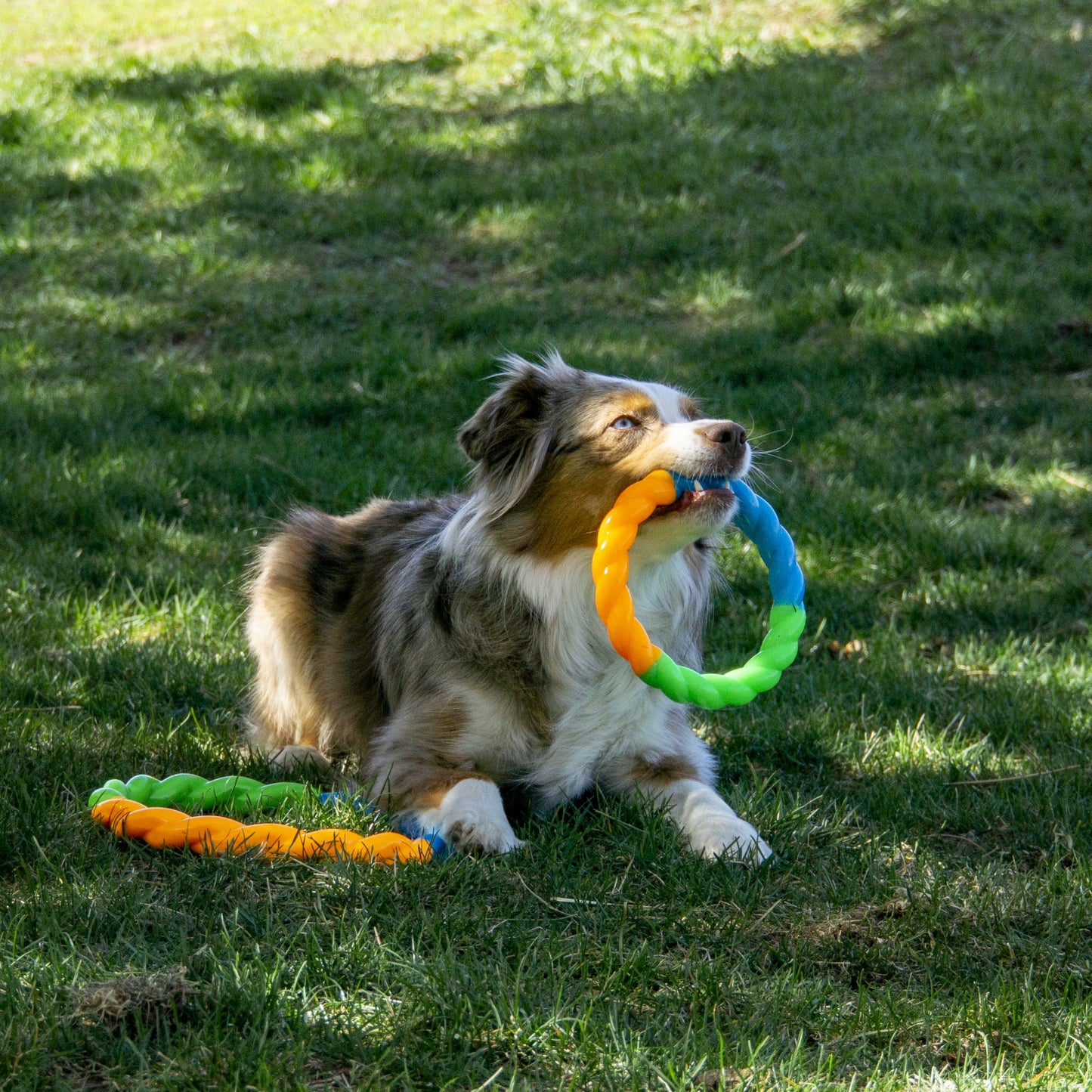 KONG | Twistz High‑Viz Ring | Small Glow‑in‑the‑Dark Dog Toy