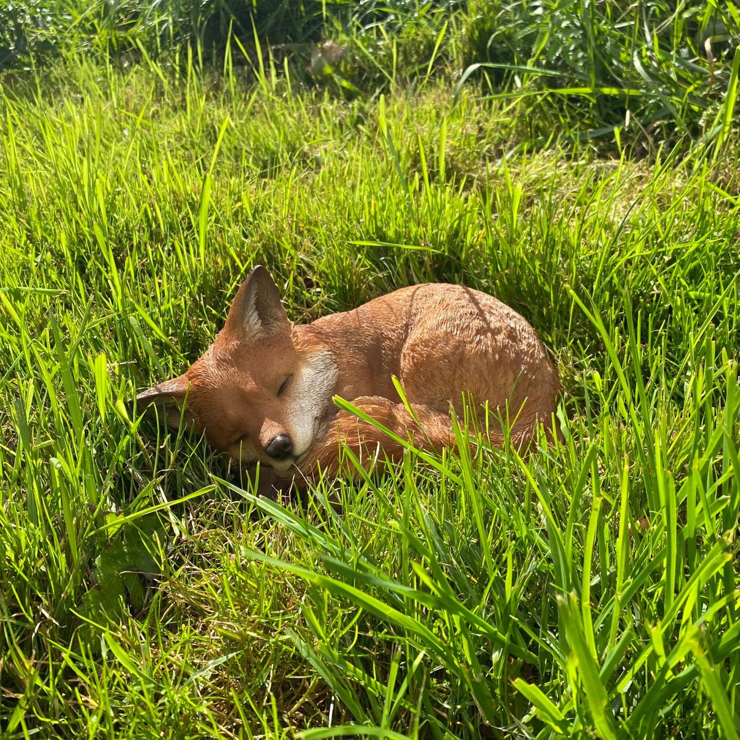 Sleeping fox in grass