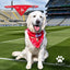 Louth GAA Dog Bandana County Football Wear for Dogs