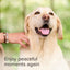 A yellow Labrador retriever outdoors with a person's hand gently stroking its neck. The dog has its mouth open, showing its tongue, against a soft green blurred background.