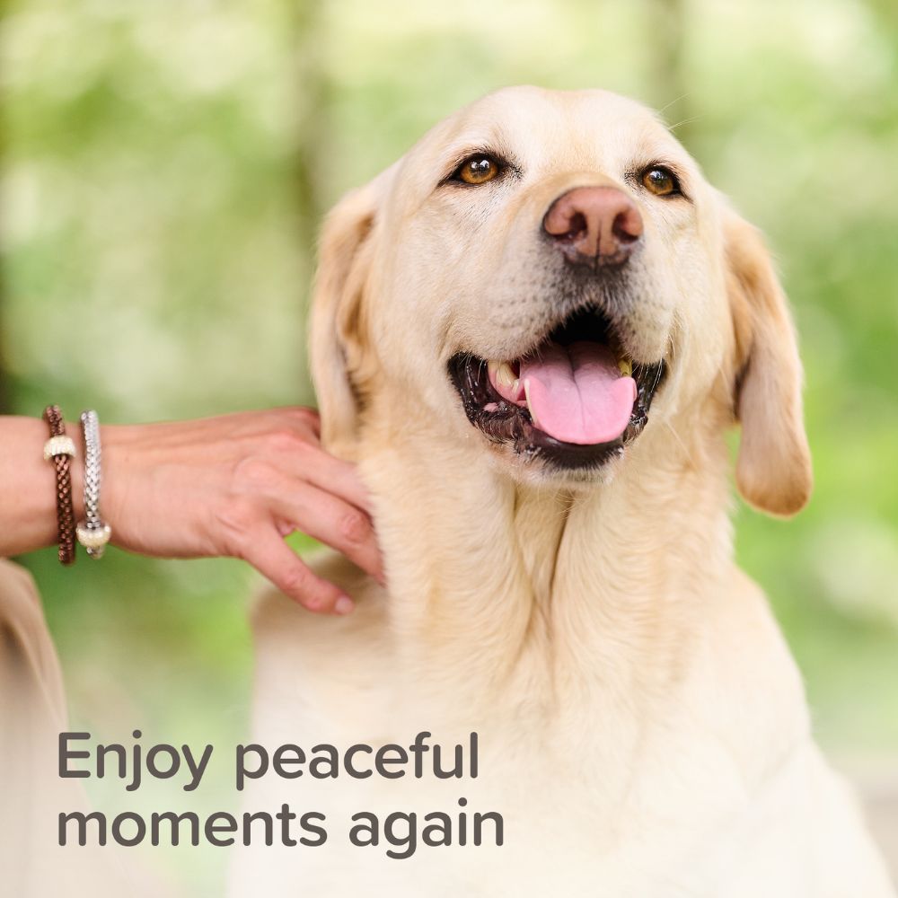 A yellow Labrador retriever outdoors with a person's hand gently stroking its neck. The dog has its mouth open, showing its tongue, against a soft green blurred background.