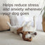 A small brown and white dog lies on its back on a light beige carpet in a softly lit indoor setting, with large overlaid text reading, 'Helps reduce stress and anxiety wherever your dog goes.'.