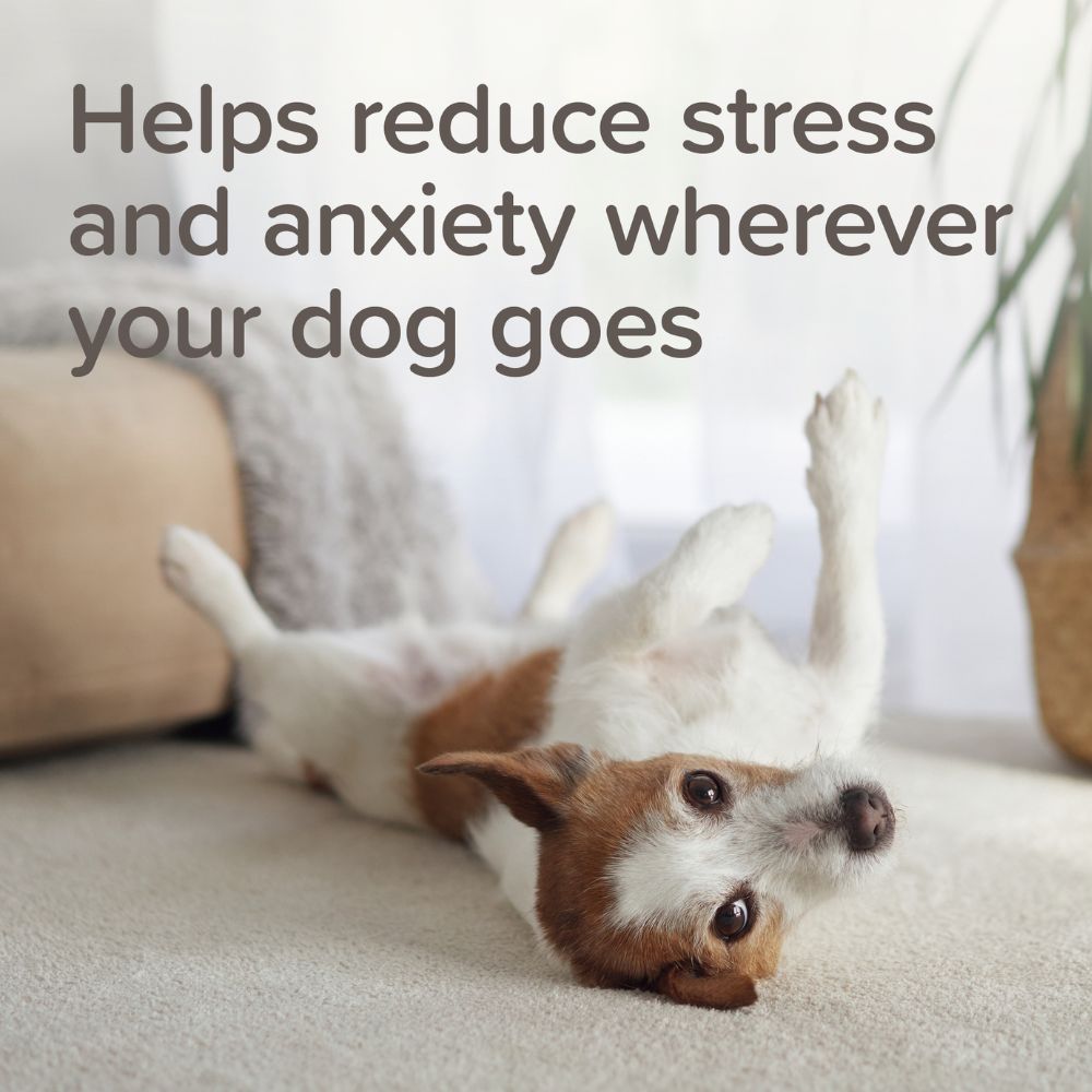 A small brown and white dog lies on its back on a light beige carpet in a softly lit indoor setting, with large overlaid text reading, 'Helps reduce stress and anxiety wherever your dog goes.'.