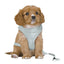 Junior Puppy Soft Harness Mint M-L