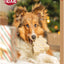 Trixie dog advent calendar with a Shetland sheepdog holding a bone-shaped treat.