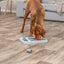 Trixie Dog Chess (Level 3) | Strategy Game Puzzle Toy