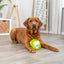 Dog playing with a green toy on a wooden floor