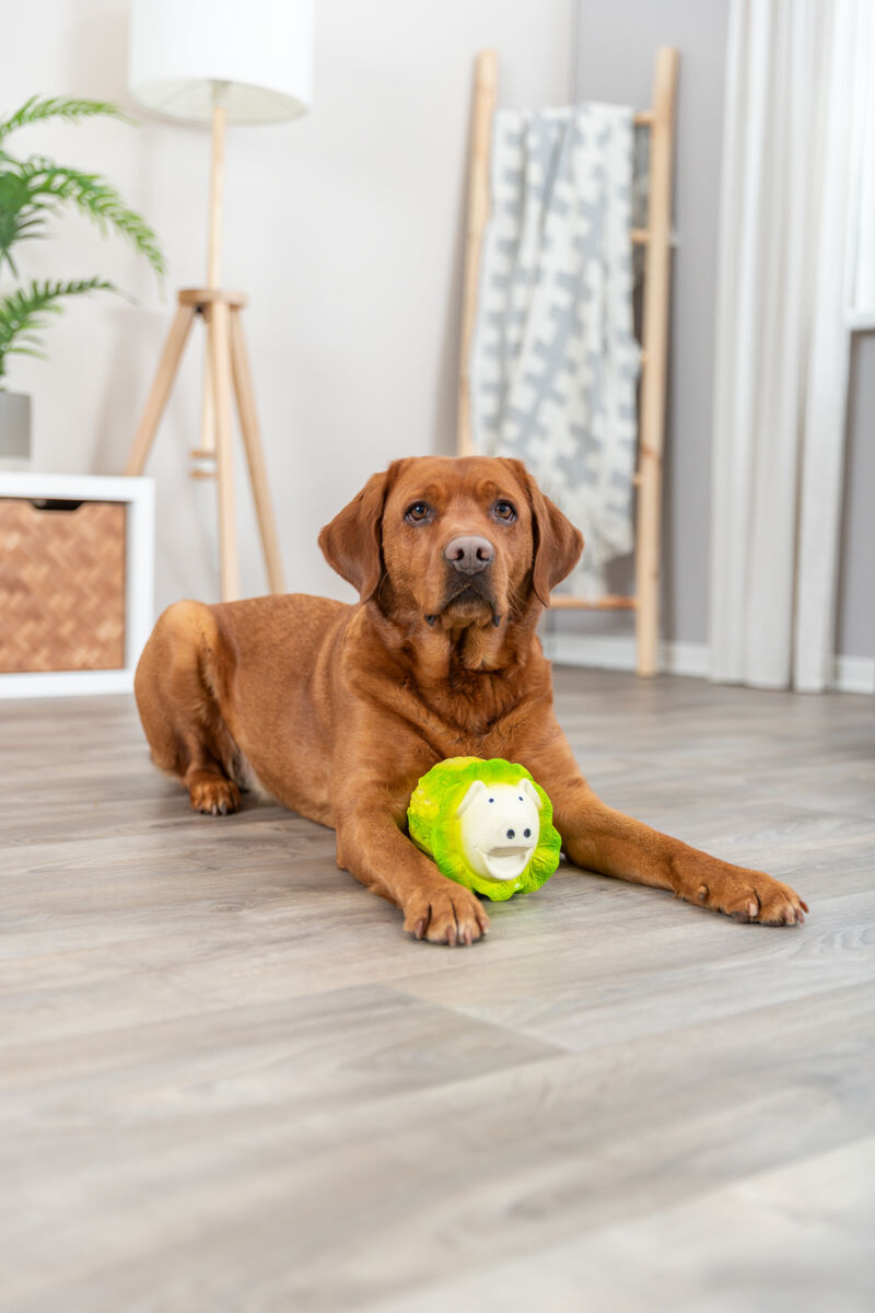 Dog playing with a green toy on a wooden floor