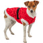 Dog wearing a red sweater with white trim on a white background