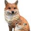 Vivid Arts Fox Cub with Mother A | Realistic Garden Ornament | Weatherproof Fox Statue