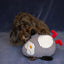 Cupid & Comet Stripey Crinkle Penguin | Christmas Dog Toy