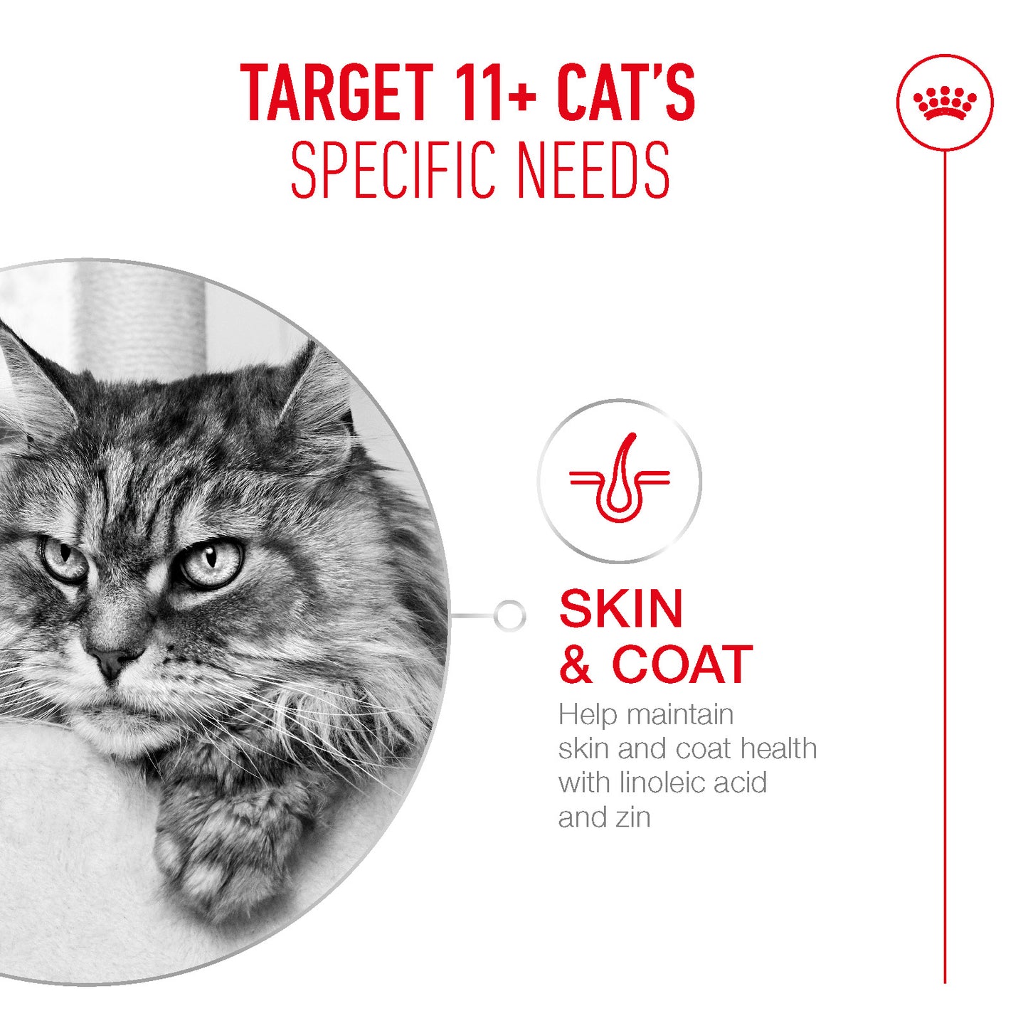 Royal Canin | Ageing 11+ Wet Cat Food Pouch In Gravy | Senior Cat Nutrition | 85g