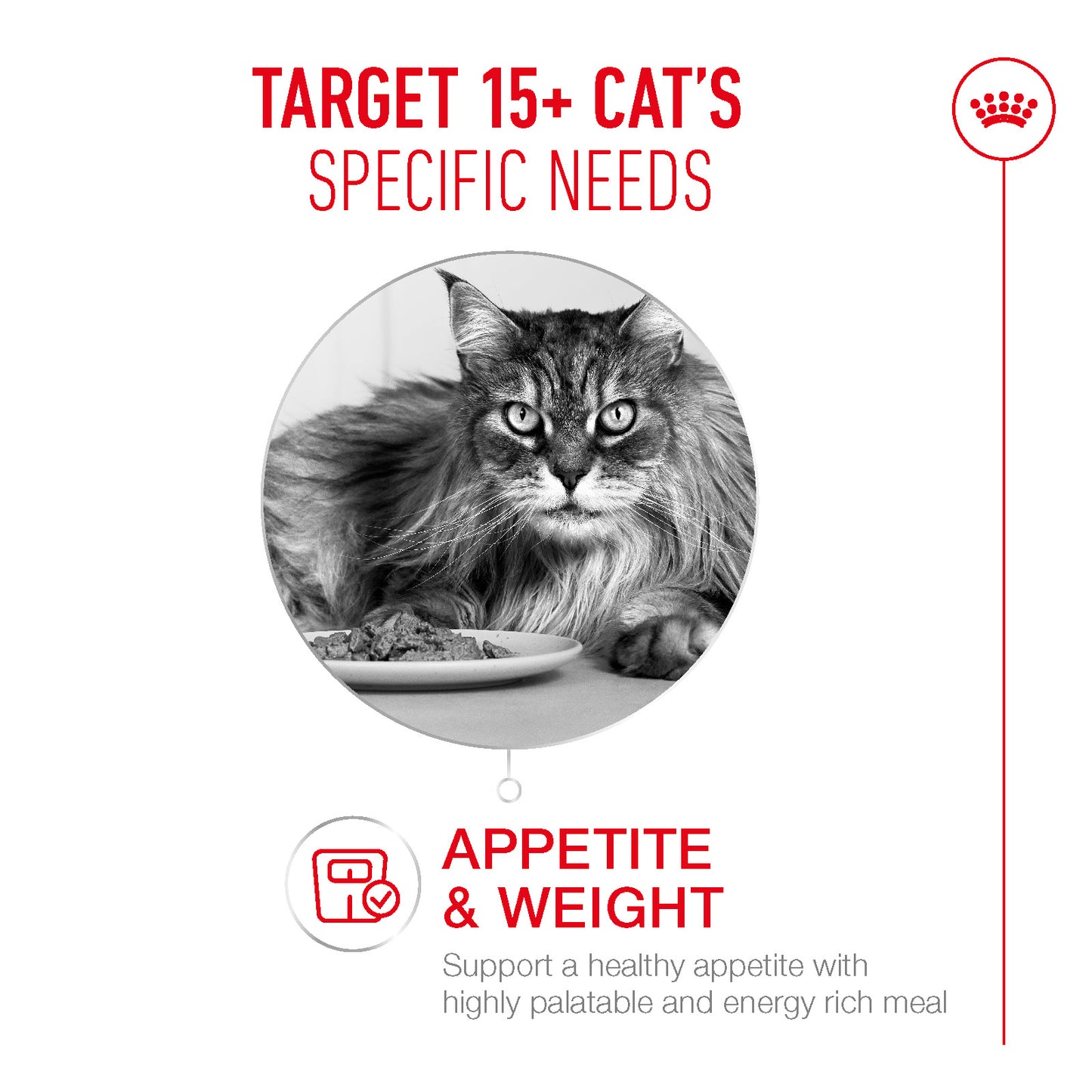 Royal Canin | Ageing 15+ Wet Cat Food Pouch In Gravy | Senior Cat Nutrition | 85g