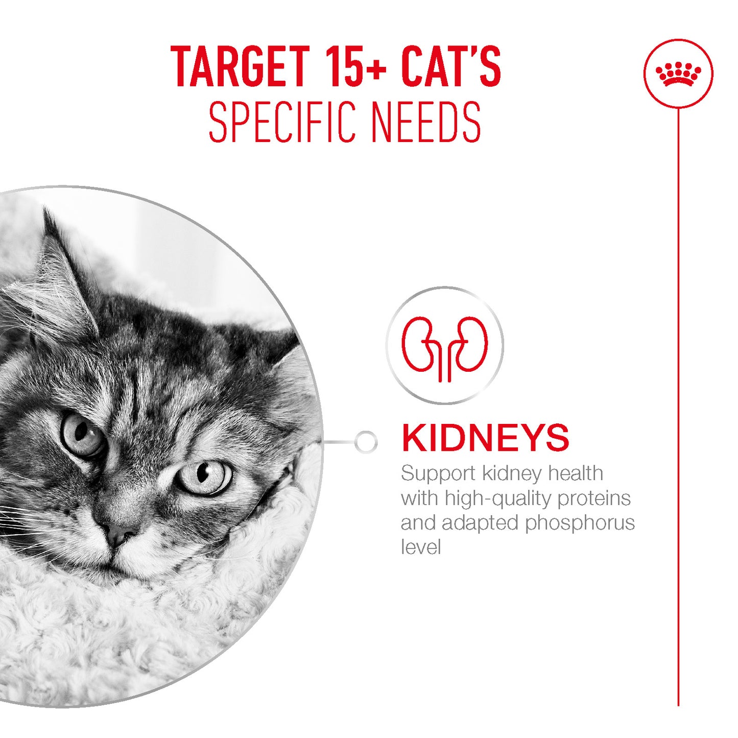 Royal Canin | Ageing 15+ Wet Cat Food Pouch In Gravy | Senior Cat Nutrition | 85g