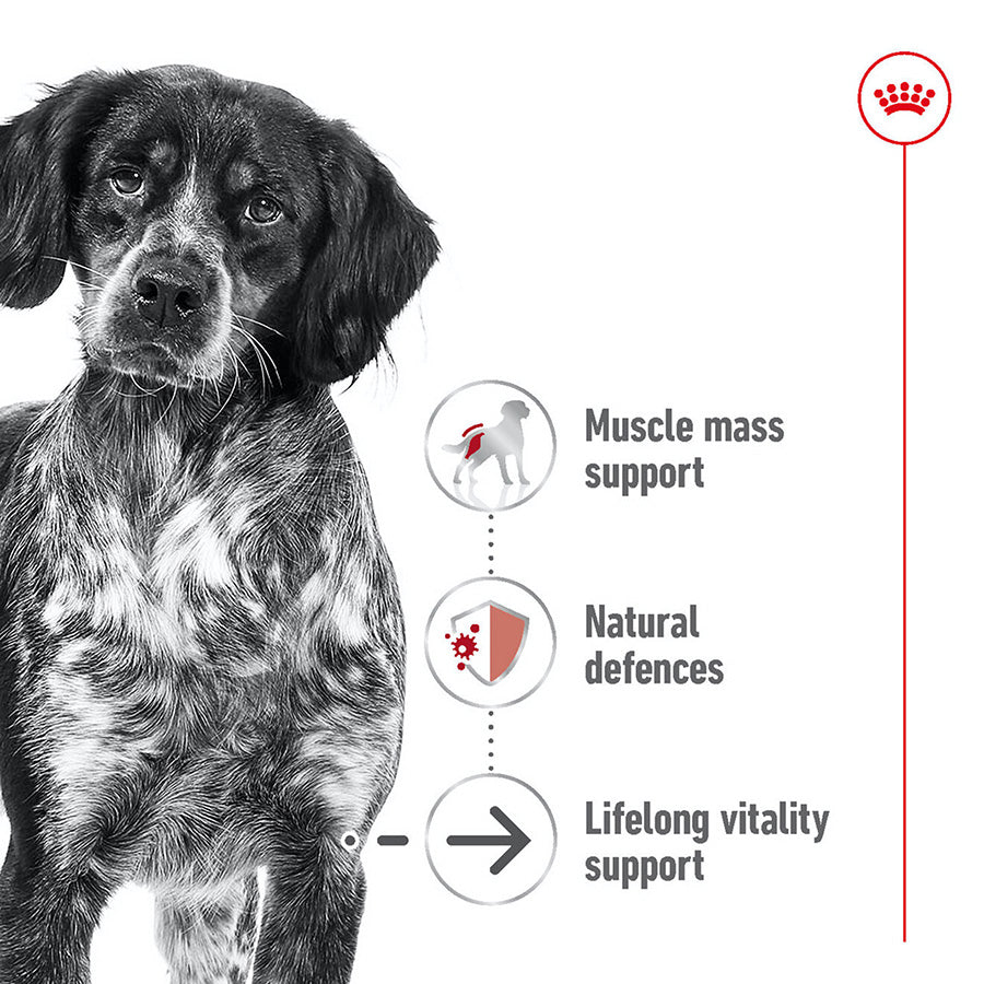 Royal Canin Medium Ageing 10+ 🐕 Size Health Nutrition Dry Dog Food