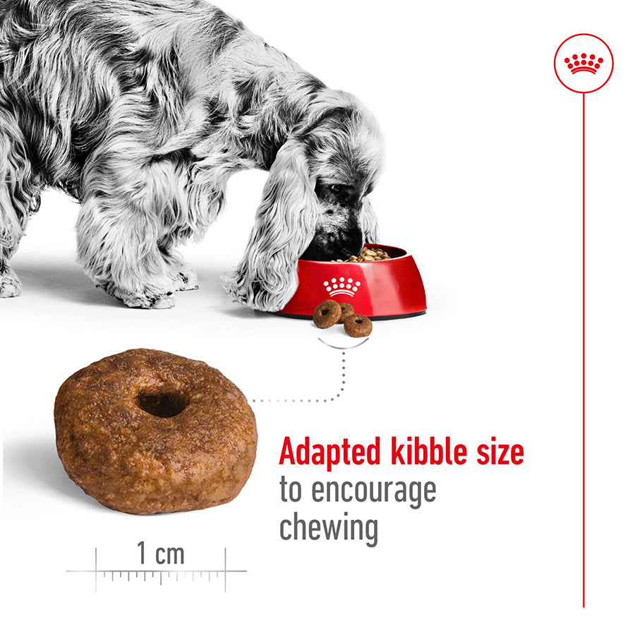 Royal Canin Medium Ageing 10+ 🐕 Size Health Nutrition Dry Dog Food