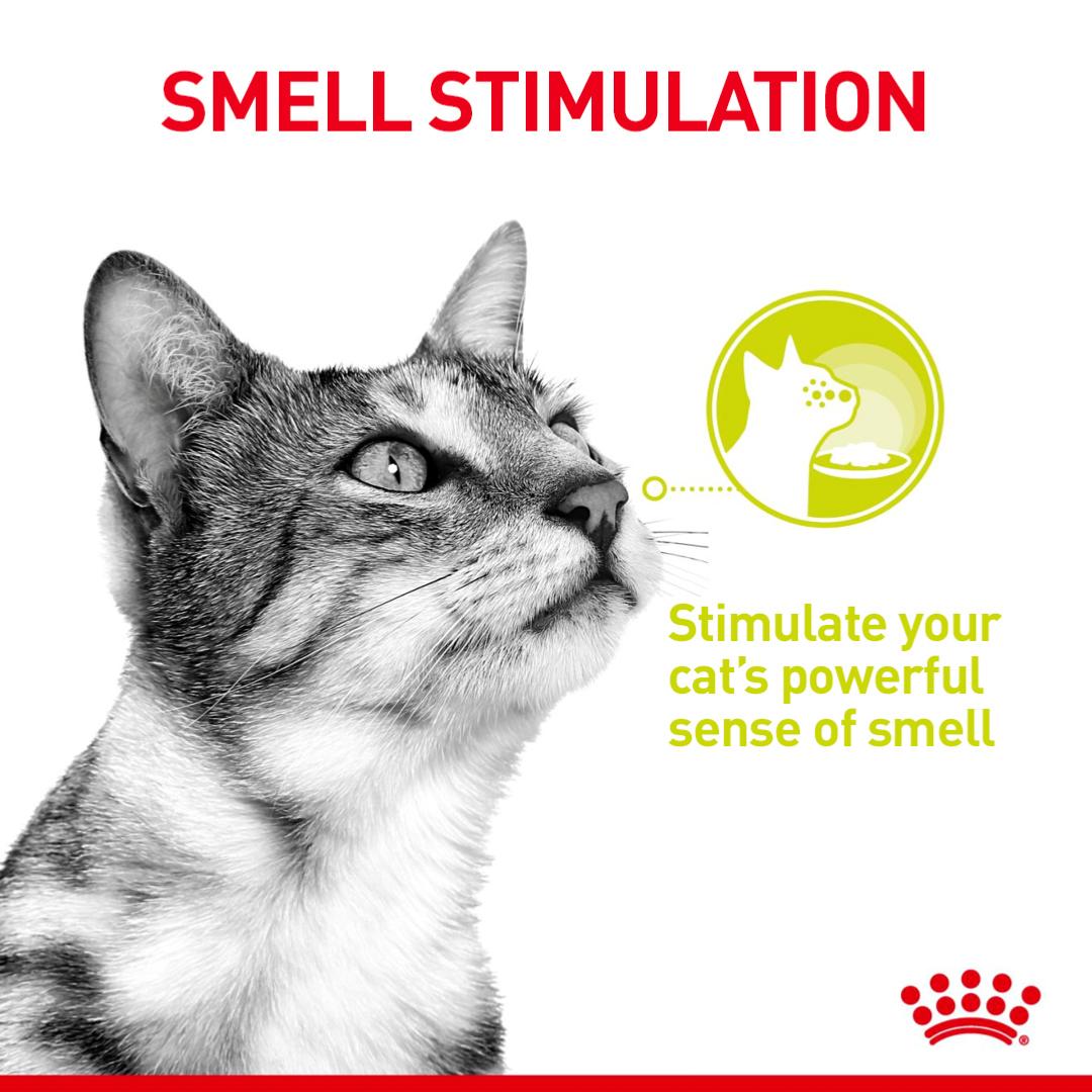 Royal Canin Sensory Smell | Aromatic Wet Cat Food - 85g