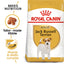 Royal Canin | Breed Health Nutrition | Dry Dog Food | Adult Jack Russell Terrier