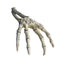 Betta Skeleton Hand
