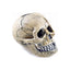 Classic Spooky Skull