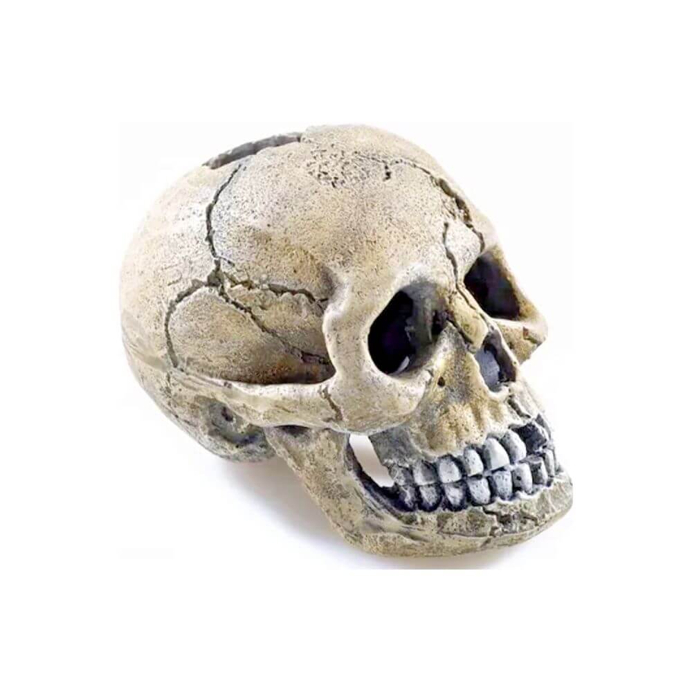 Classic Spooky Skull