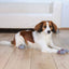 Trixie Grey Cotton Non-Slip Dog Socks | Paw Protection & Grip Socks for Slippery Floors (1 Pair)