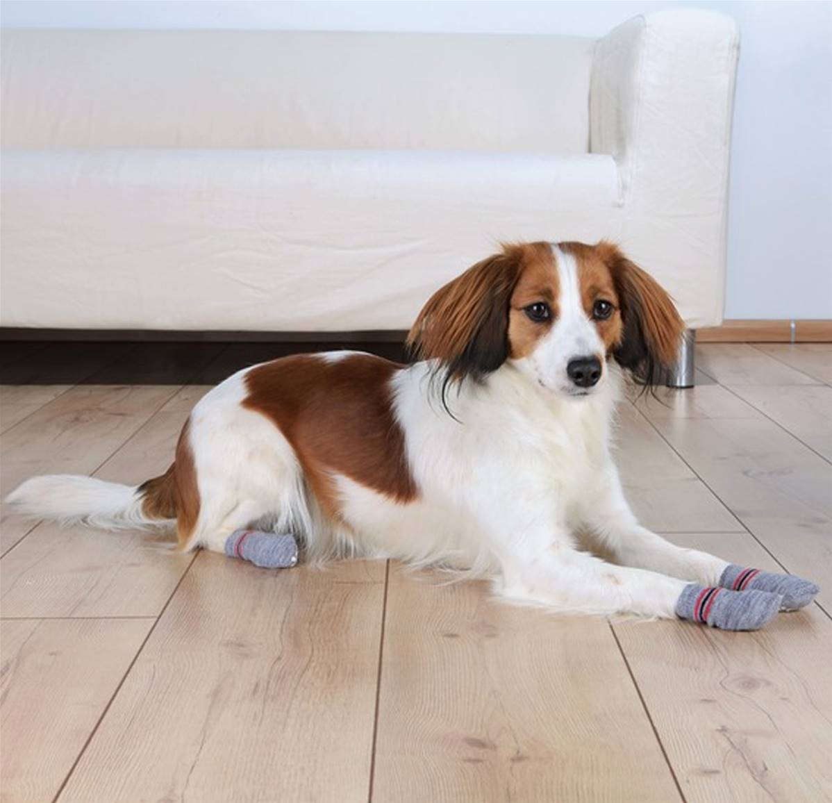 Trixie Grey Cotton Non-Slip Dog Socks | Paw Protection & Grip Socks for Slippery Floors (1 Pair)