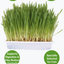 Trixie | Natural Cat Enrichment | Barley Grass Seed Refill Bag - 100g