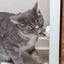 Trixie | Catnip Ball with Holder | Fun SelfAdhesive Cat Toy | 5cm
