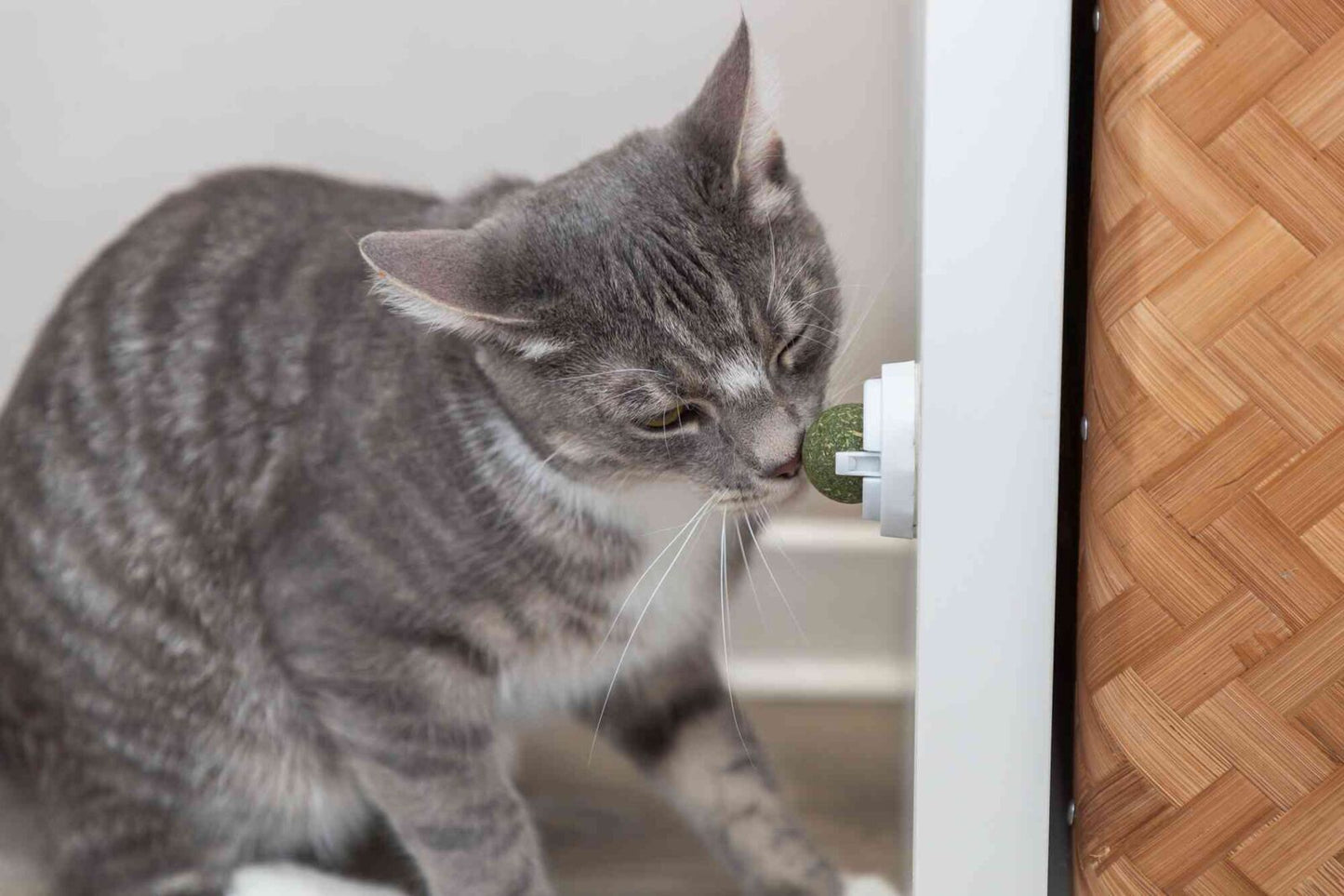 Trixie | Catnip Ball with Holder | Fun SelfAdhesive Cat Toy | 5cm