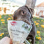 Trixie Cheese Triangles with Fruit & Vegetables 80g – Soft Gluten‑Free Dog Training Treats