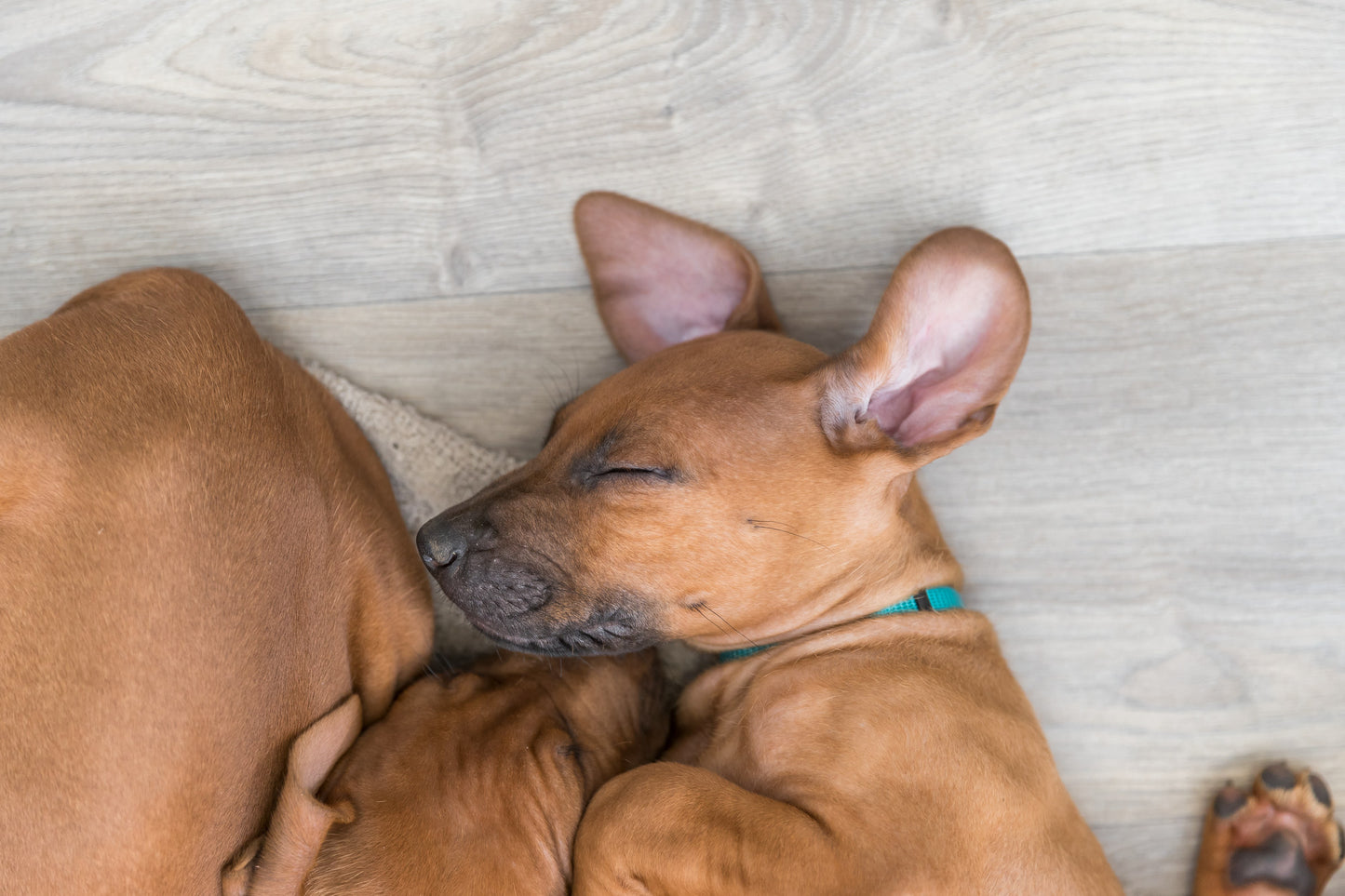 TRIXIE | Puppy Whelping Collars | 6 Pack Adjustable Collars| Vibrant & Pastel Colours | Small–Medium & Medium–Large