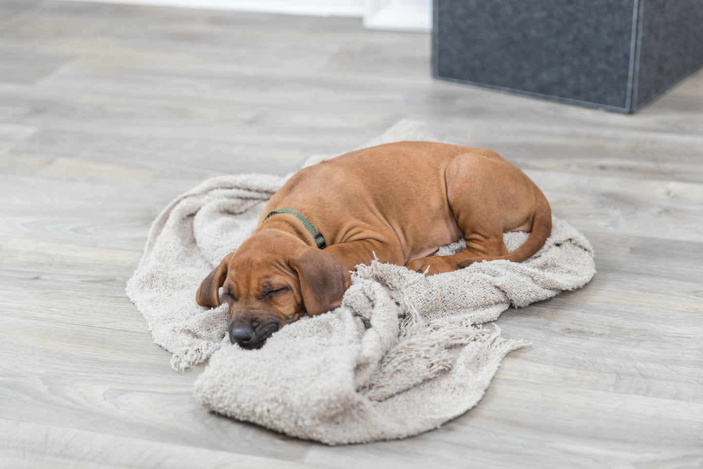 TRIXIE | Puppy Whelping Collars | 6 Pack Adjustable Collars| Vibrant & Pastel Colours | Small–Medium & Medium–Large