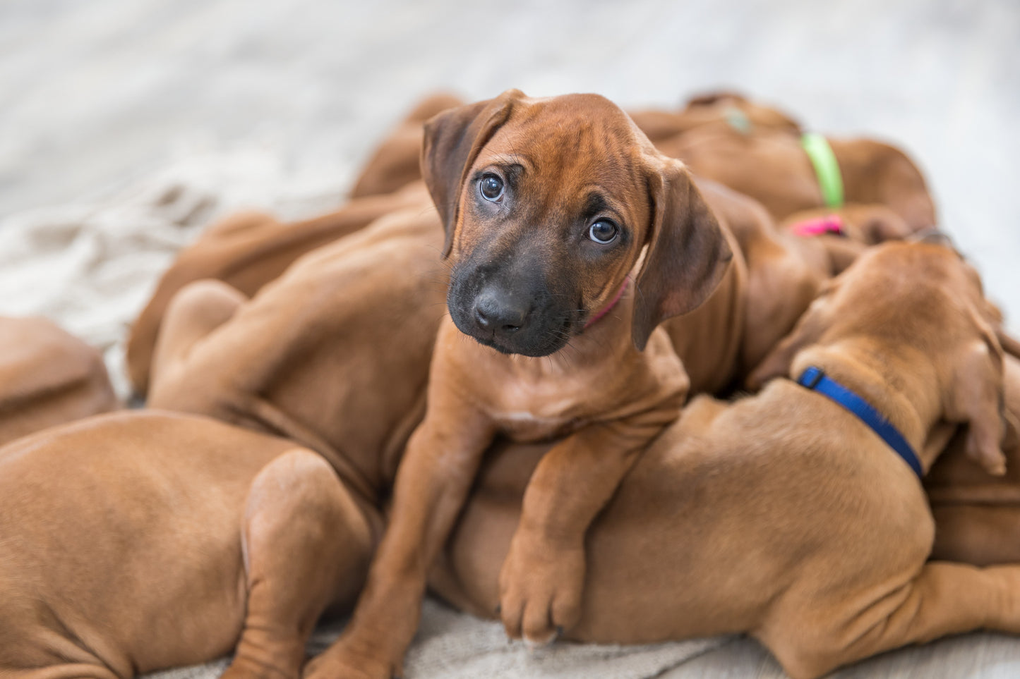 TRIXIE | Puppy Whelping Collars | 6 Pack Adjustable Collars| Vibrant & Pastel Colours | Small–Medium & Medium–Large