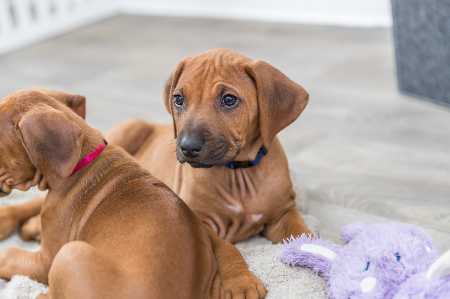 TRIXIE | Puppy Whelping Collars | 6 Pack Adjustable Collars| Vibrant & Pastel Colours | Small–Medium & Medium–Large