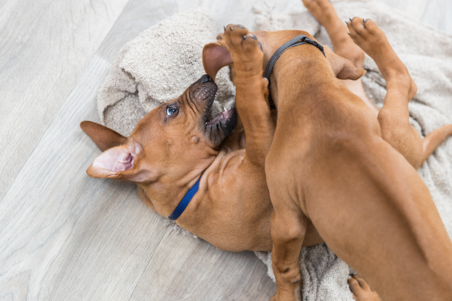 TRIXIE | Puppy Whelping Collars | 6 Pack Adjustable Collars| Vibrant & Pastel Colours | Small–Medium & Medium–Large