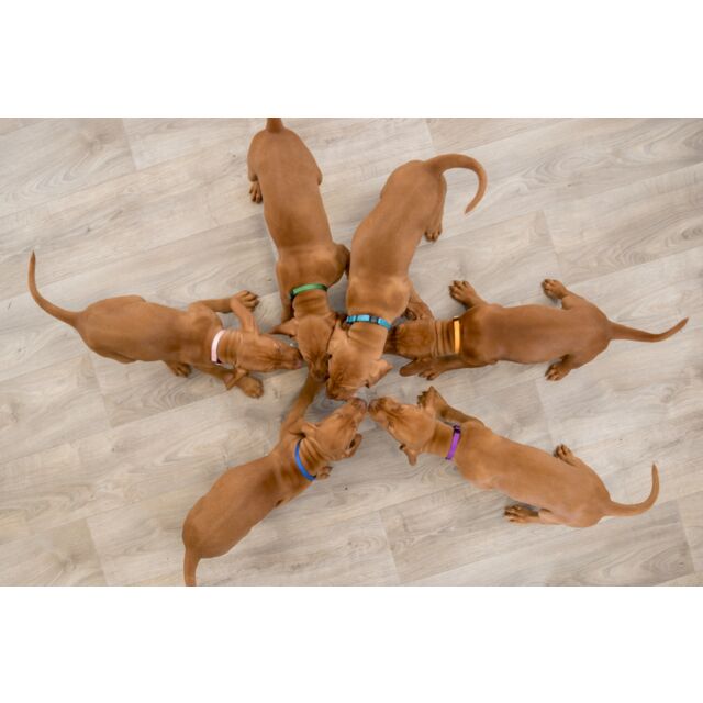 TRIXIE | Puppy Whelping Collars | 6 Pack Adjustable Collars| Vibrant & Pastel Colours | Small–Medium & Medium–Large