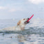 Trixie | Dog Activity & Sports Toy | Disc TPR Floatable Frisbee Roller