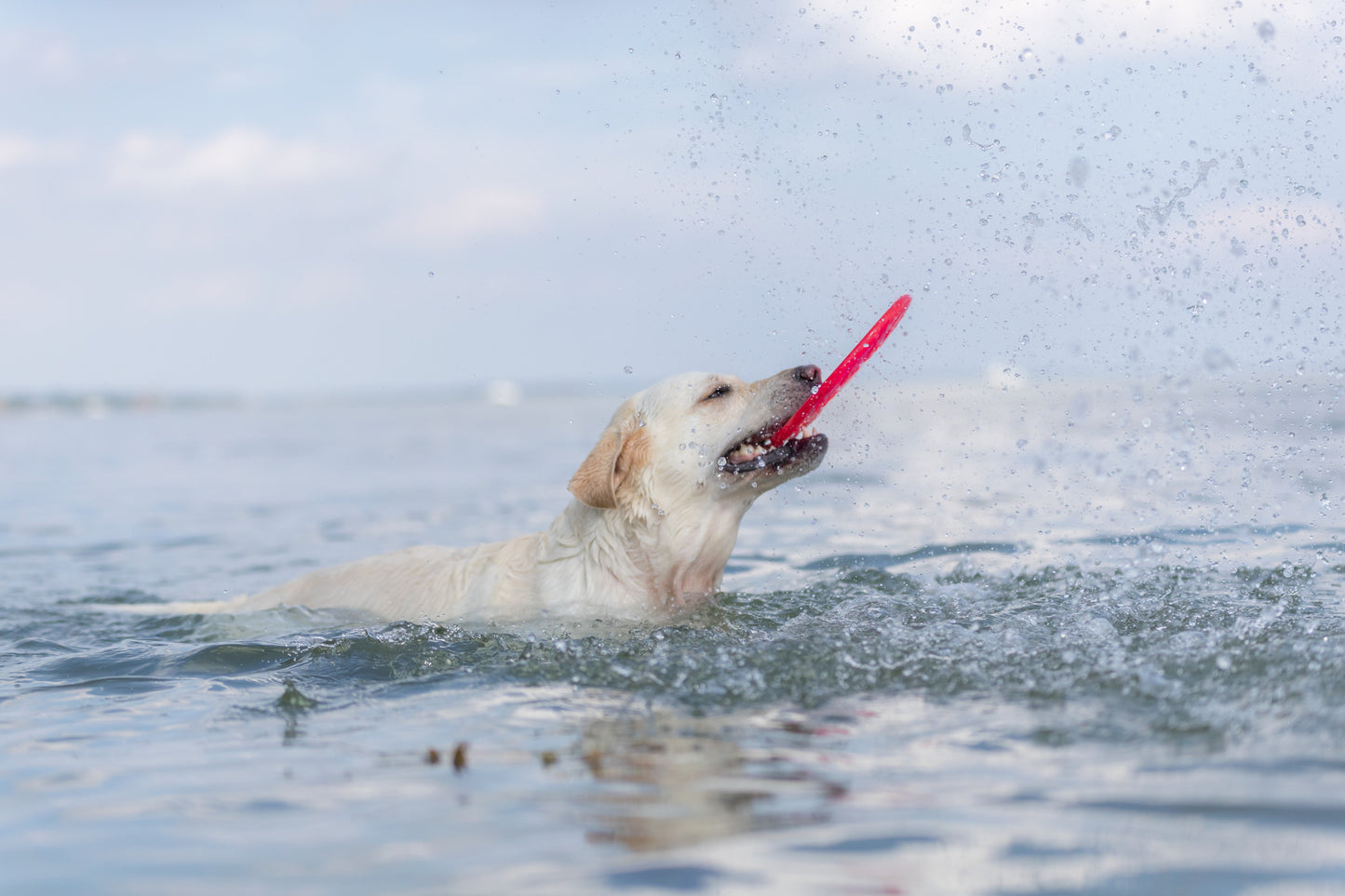 Trixie | Dog Activity & Sports Toy | Disc TPR Floatable Frisbee Roller