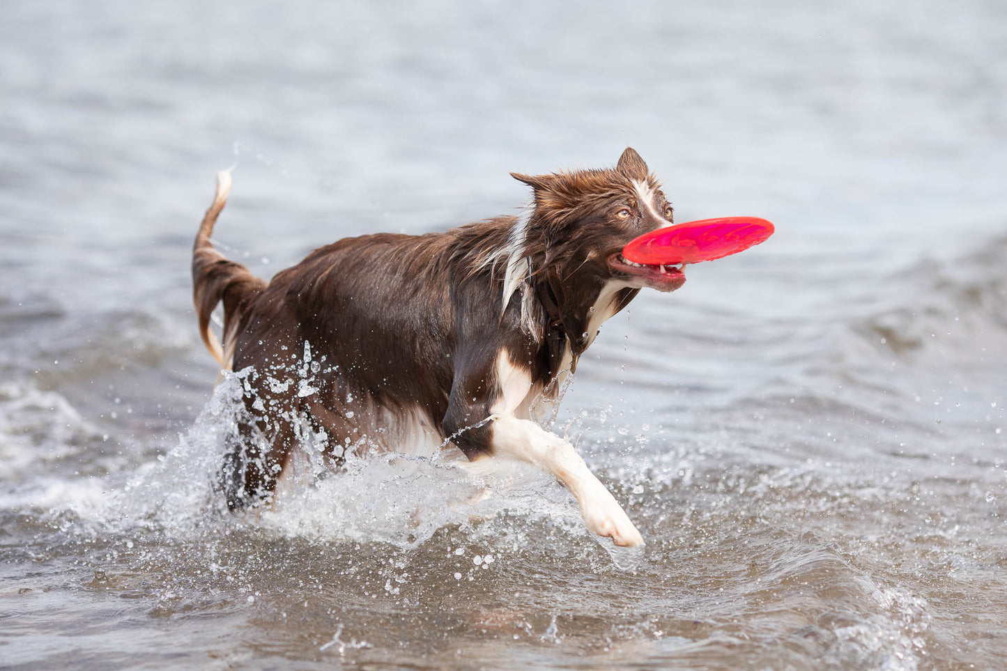 Trixie | Dog Activity & Sports Toy | Disc TPR Floatable Frisbee Roller