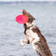 Trixie | Dog Activity & Sports Toy | Disc TPR Floatable Frisbee Roller