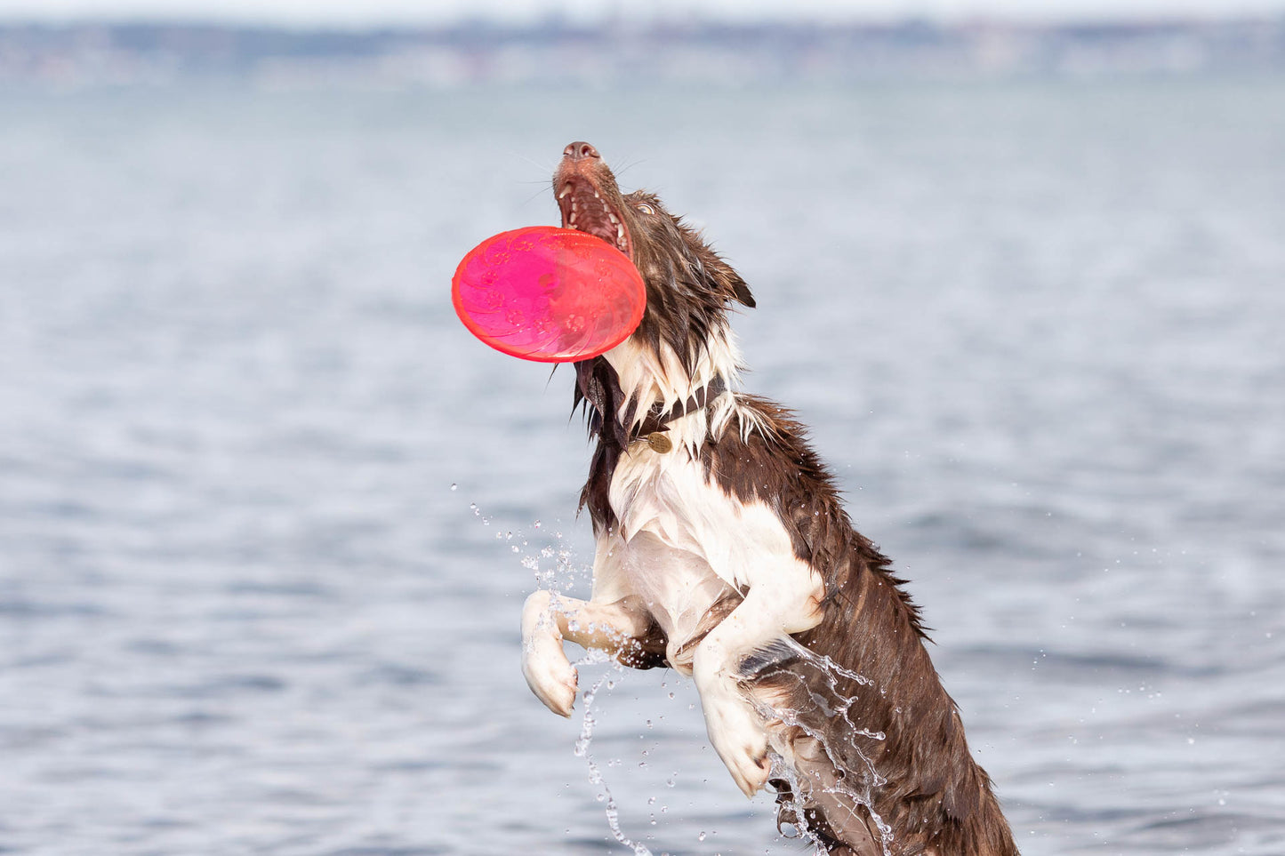 Trixie | Dog Activity & Sports Toy | Disc TPR Floatable Frisbee Roller
