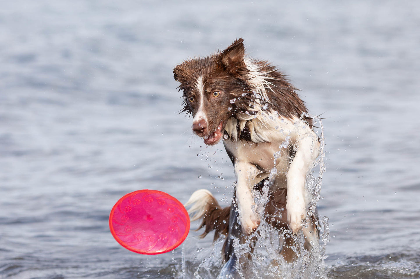 Trixie | Dog Activity & Sports Toy | Disc TPR Floatable Frisbee Roller