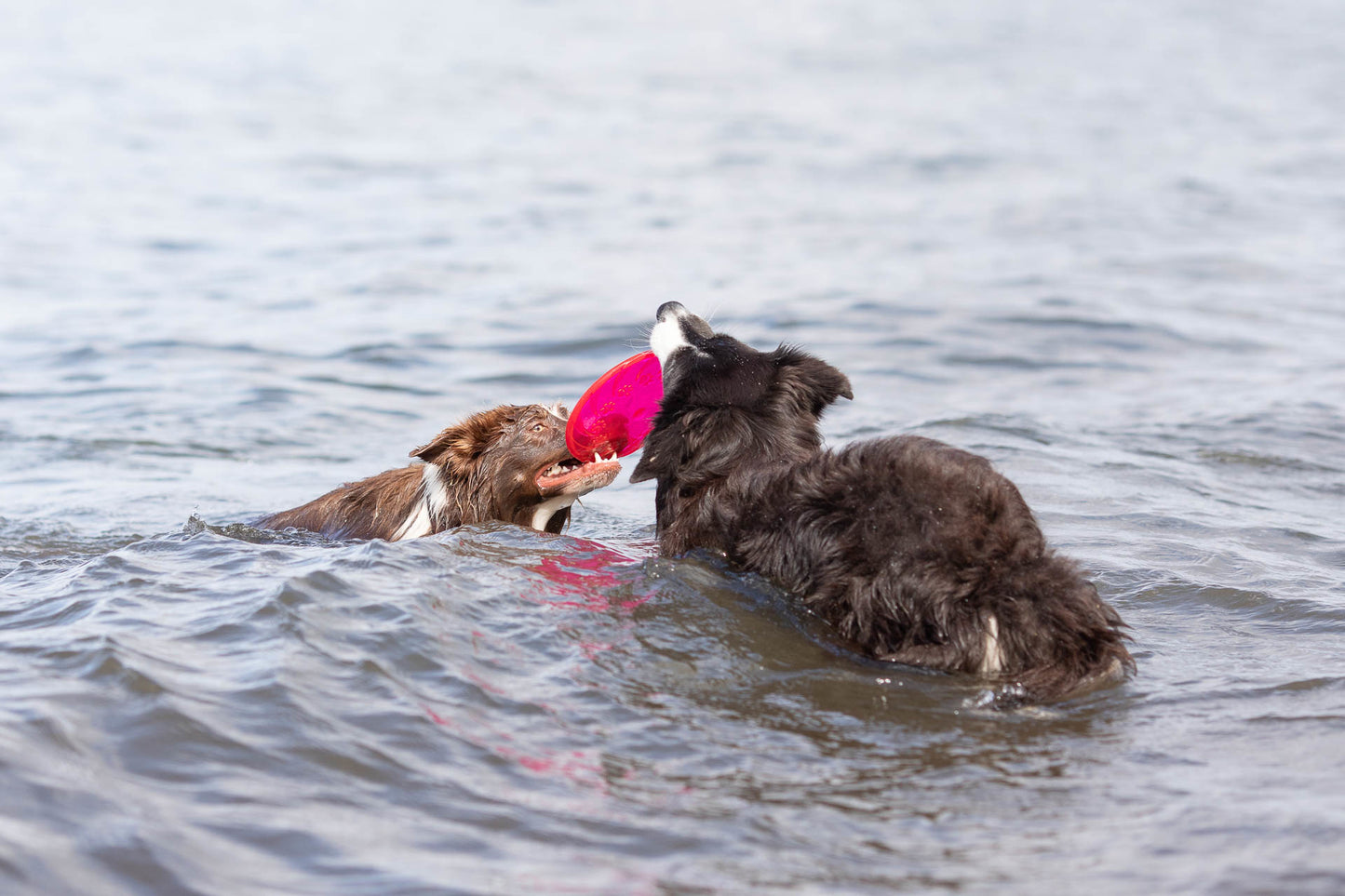 Trixie | Dog Activity & Sports Toy | Disc TPR Floatable Frisbee Roller