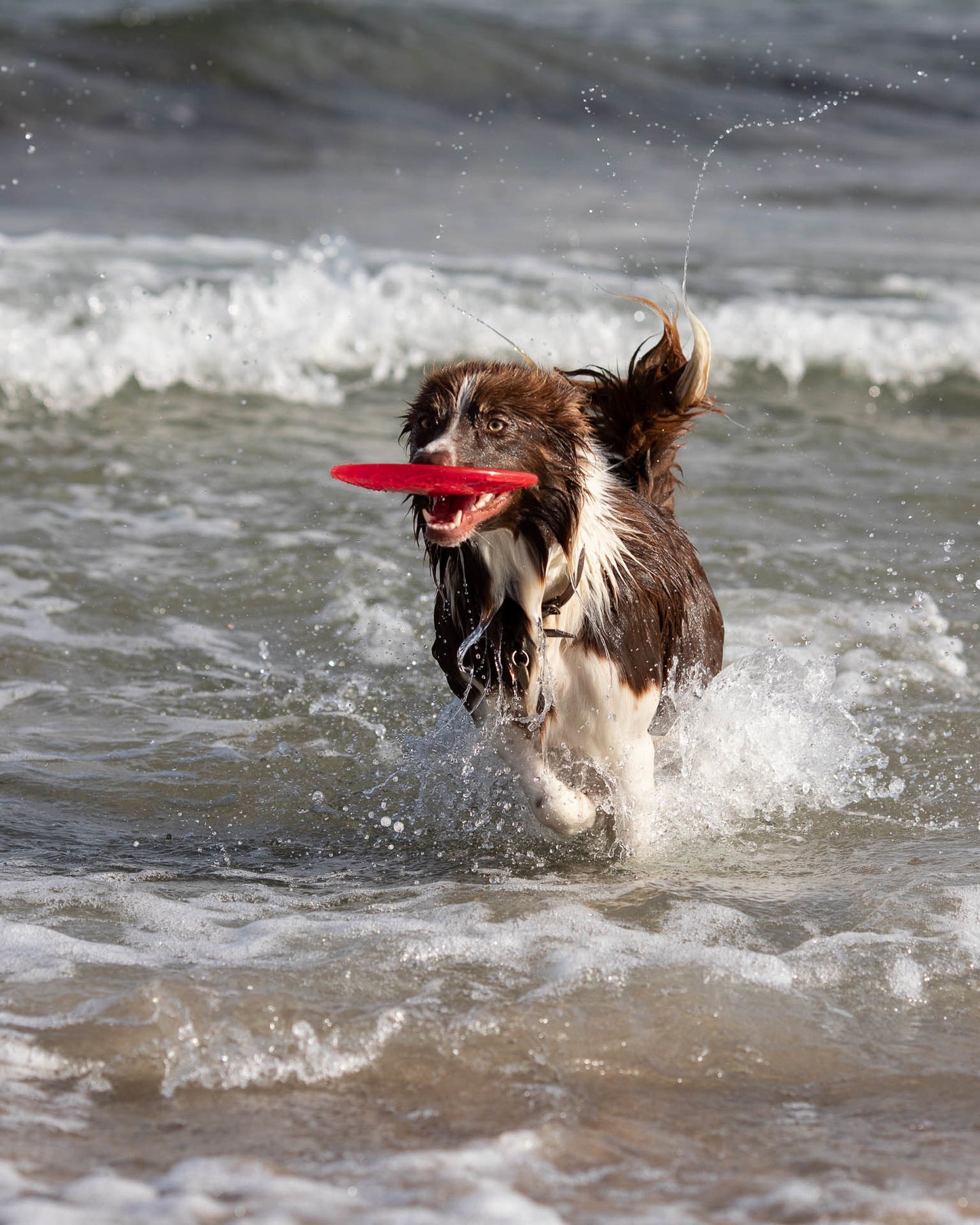 Trixie | Dog Activity & Sports Toy | Disc TPR Floatable Frisbee Roller